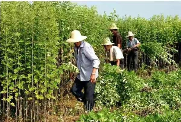 艾草能不能直接晒干，艾叶如何保存变成陈艾（农谚：家有三年艾）