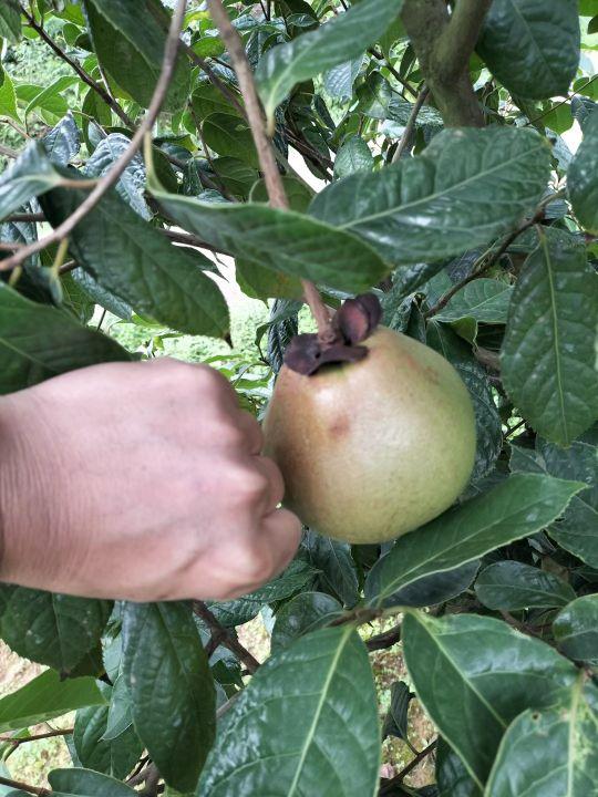 大果红花油茶适应什么地方种植，高档食用植物油、东方橄榄树——大果红花油茶