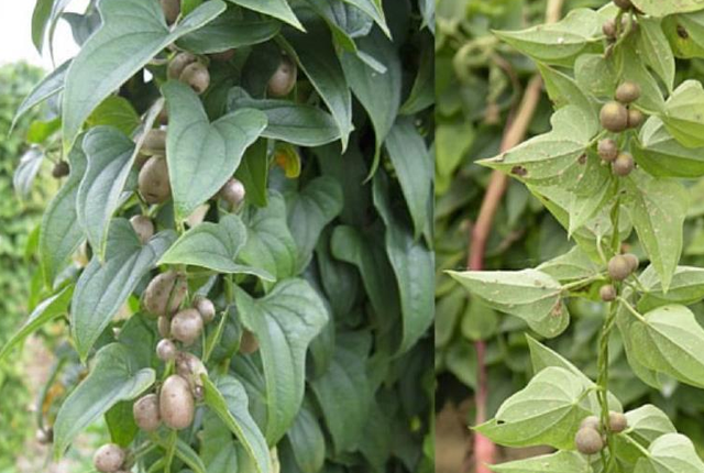 山药豆和山药的区别，山药豆的图片（“山药豆”和“山药”是同一种植物长出来的吗）