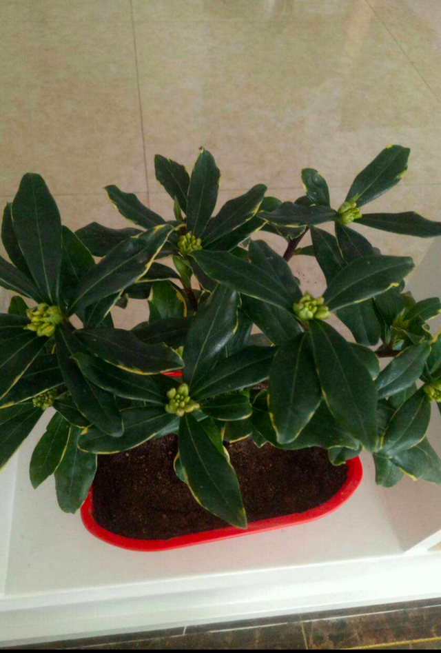 冬天开的花有哪些，冬天开的花有哪些20种...（1种花是冬季“爆品”）