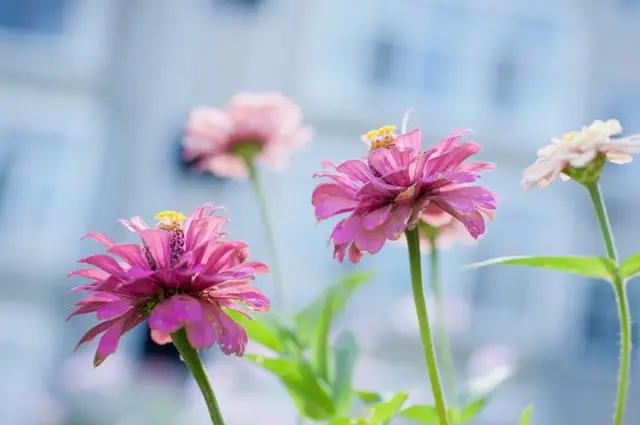 拥有阳光的心态，有关阳光心态的句子（做人，要有阳光心态！）