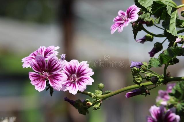 梦见花是什么意思，梦见花是什么意思啊（7-9月生日的人请查看）