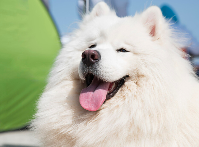 萨摩耶一直扑人怎么办，怎么训练萨摩耶不扑人（常见粘人的狗狗排行榜）