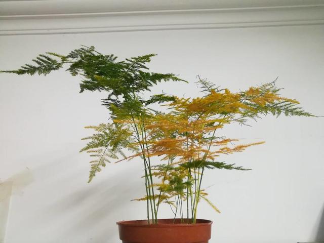 文竹全部剪掉还会发吗，文竹是不是要剪头（这家养的文竹连年疯长）