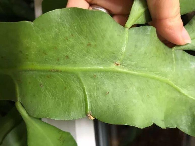 洋葱会开花吗怎么种洋葱，1个洋葱丢盆里