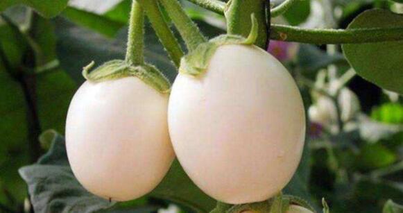 神奇的植物有哪些，世界上最神奇的植物（十种奇特的自然界植物）