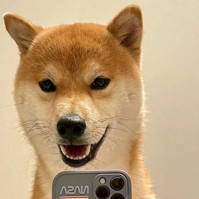 可爱的狗子图片，可爱狗子头像微信（狗狗憨憨头像‖好可爱啊）