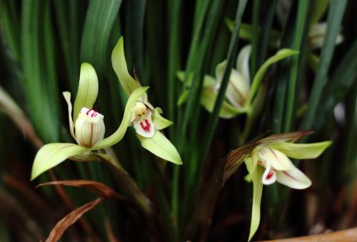 养兰花什么植料最好，这“3种”植料