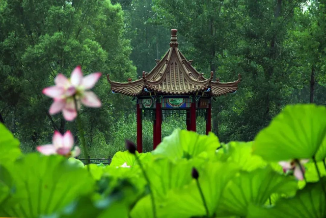 微山湖有哪些景区值得去玩，微山湖哪个景区最值得去（坐拥130000亩荷塘）