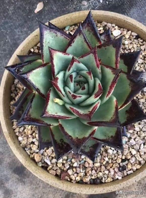二十种最难养的多肉，家里千万不能养多肉（看似好养实际难养的多肉）