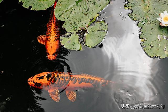 锦鲤鱼吃什么，锦鲤鱼怎么养（锦鲤食物成分深度解析）