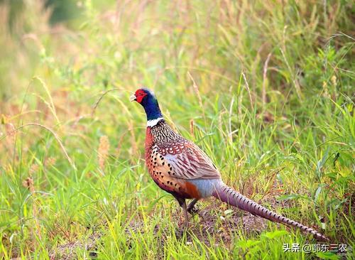 山珍野味是什么动物（春天的野鸡千万不要捡）