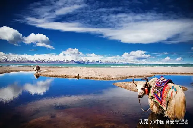 白洋淀的土特产是什么，白洋淀的土特产是什么名字（中国各省特产一览表）