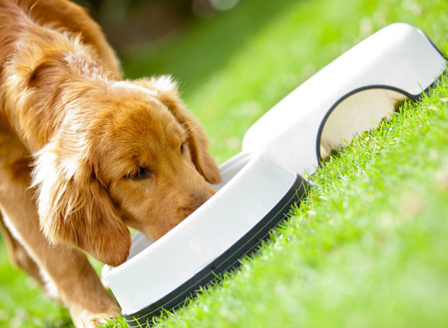 金毛犬价格多少，金毛犬价格幼犬价格（一个月要花多少钱）