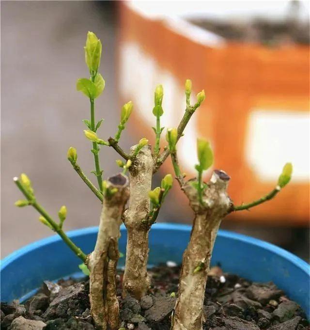 茉莉花的养殖方法和注意事项，茉莉盆栽的养殖方法和注意事项（立春“茉莉花”）
