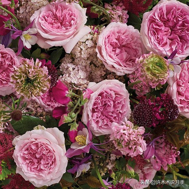 Thecastle.城堡网名，Thecastle.城堡（奥斯汀官方推荐月季品种）