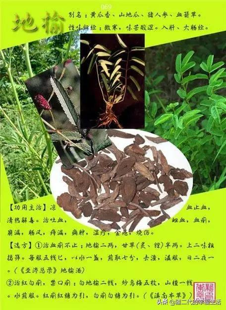 常见中草药图谱，中草药经典图谱（让你知道常用药都长啥样）