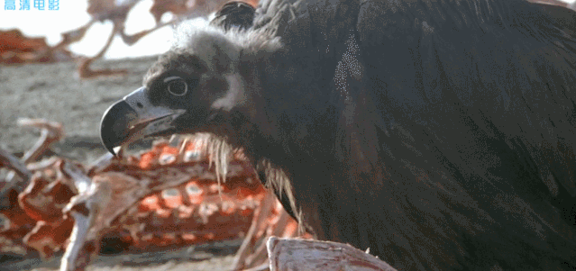 电影可可西里的故事原型是什么，可可西里主角原型（这部8.8分国产片终于有了结局）