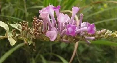 芙蓉花花语，芙蓉花花语及寓意（100种花的花语，太全了！）