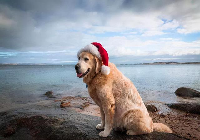 狗狗几个月来月经，狗狗发育时间表（护理经验：狗狗大姨妈来多久）