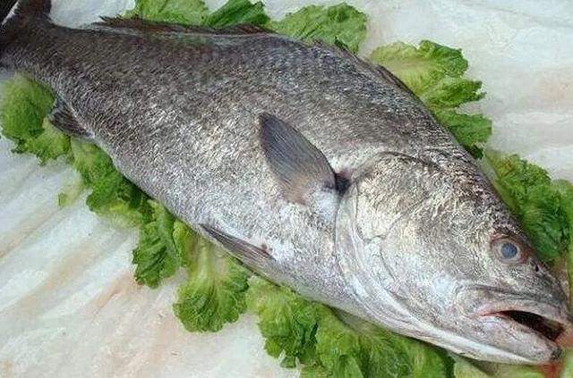 鮸鱼是什么鱼,鮸鱼价格多少钱一斤(这种鱼很少有人见过)