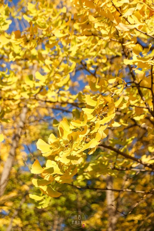 许昌旅游景点有哪些,许昌旅游景点有哪些地方(带你感受专属秋天的浪漫景色) 许昌旅游景点有哪些,许昌旅游景点有哪些地方(带你感受专属秋天的浪漫景色)