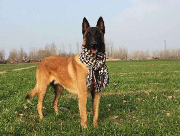 养马犬的十大坏处，养马犬的十大优缺点（为什么大家都不太敢养“马犬”）