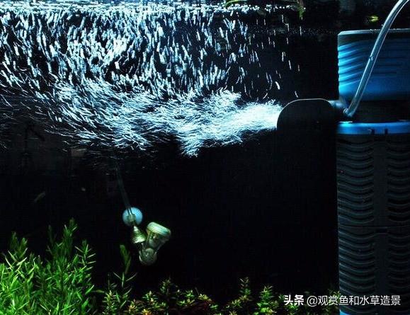 家里养几条鱼最吉利，客厅养几条鱼吉利（玄学答案、无脑答案和实践答案）