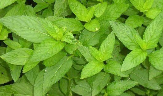 猫薄荷是什么植物，猫薄荷是什么（家里养株“猫薄荷”）