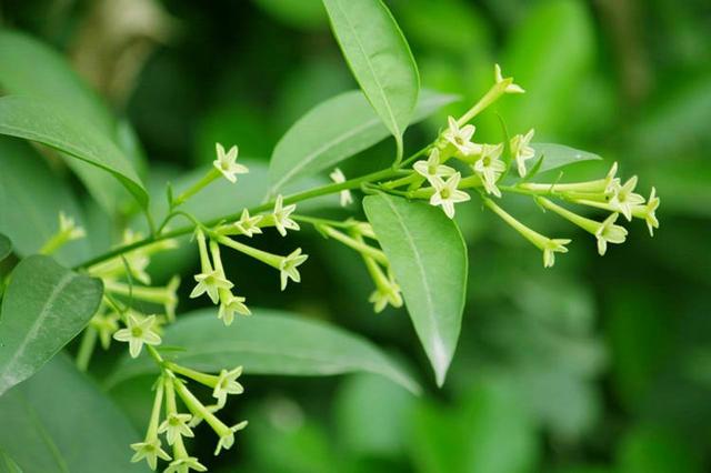 夜来香花，开花芬芳的夜来香（夜来香花的功效与作用）