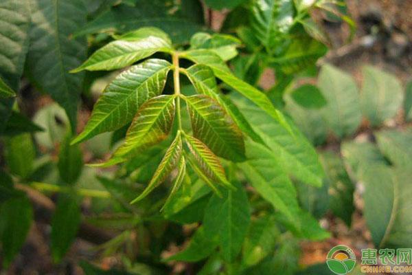 香椿树叶形状像什么，香椿树叶子是什么形状（香椿和臭椿有什么区别）
