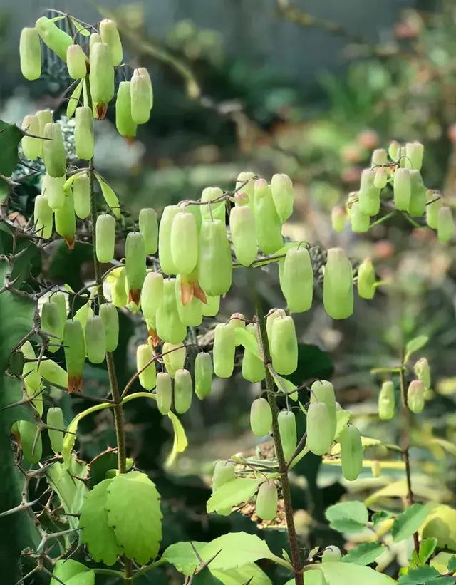 绿萝好养吗,绿萝怎样栽培(绿萝竟然排在倒数第1) 绿萝好养吗,绿萝怎样栽培(绿萝竟然排在倒数第1)