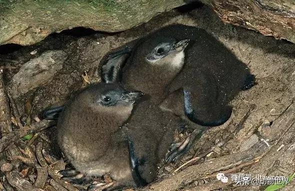 企鹅都有哪几种分别生活在哪里呢，企鹅都有哪些（详解世界上的18种企鹅<一>）