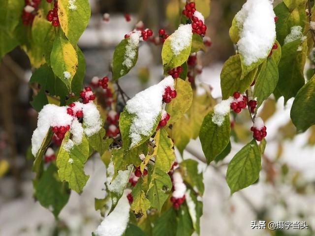 情侣唯美雪景图片，情侣唯美雪景图片真实（冬日初雪印象：一半冬雪）