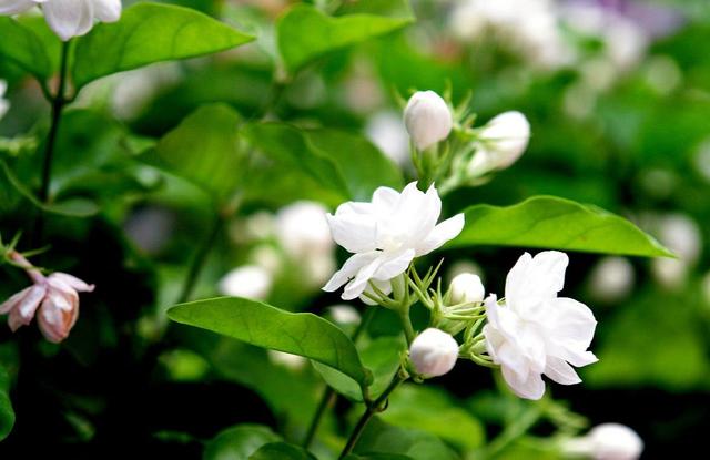 茉莉花的养殖方法和注意事项，冬天茉莉花的养殖方法和注意事项（茉莉花的养殖方法和技巧有哪些）