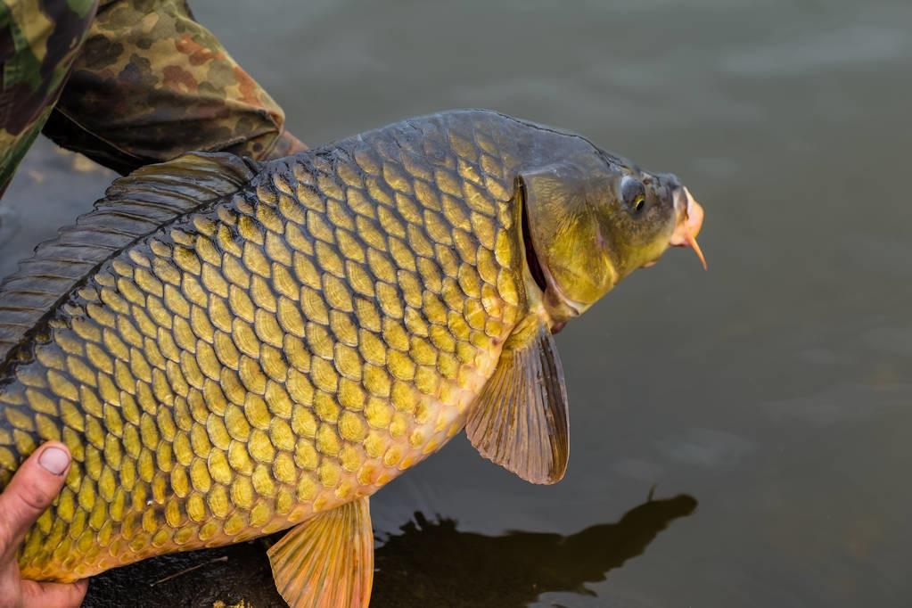 野生大鲤鱼警惕性较高