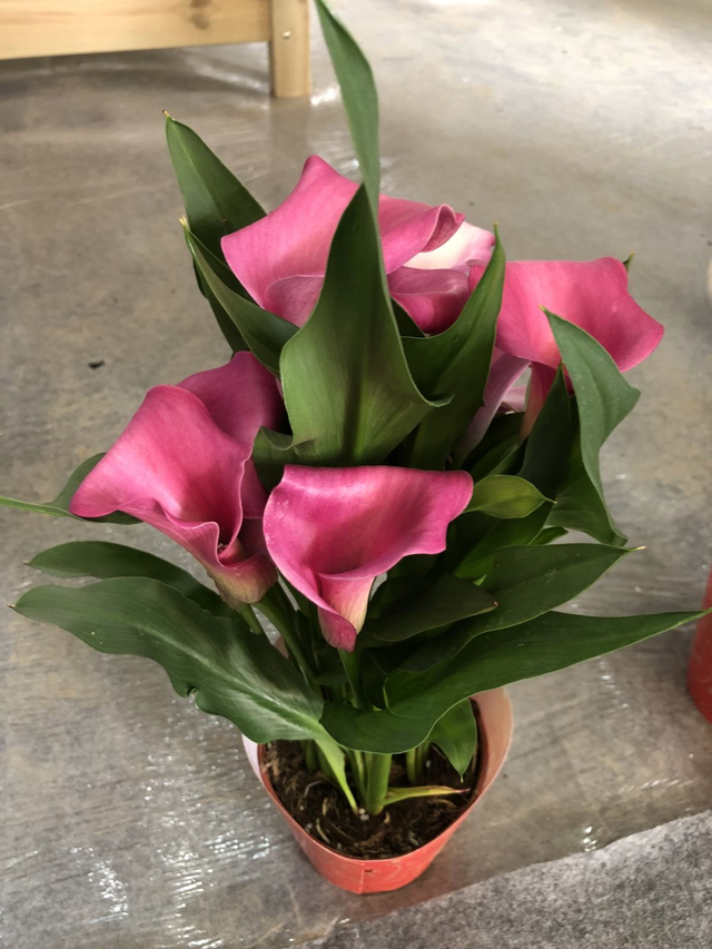 马蹄莲的养殖方法，马蹄莲的养殖方法是什么（还能四季花开不断）