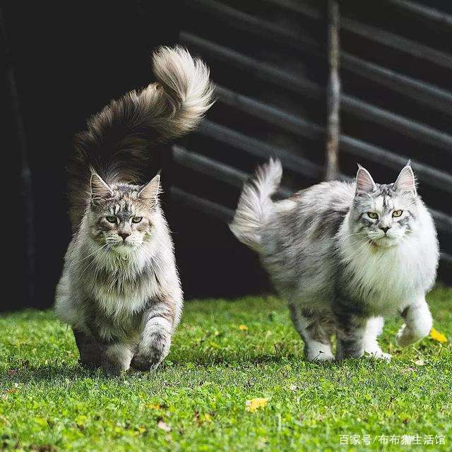 猫的品种介绍及图片，42种宠物猫的品种大全