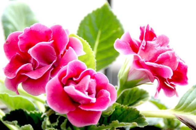 大岩桐如何养长得旺盛，大岩桐好不好养（如何养才能开花又多又鲜艳呢）