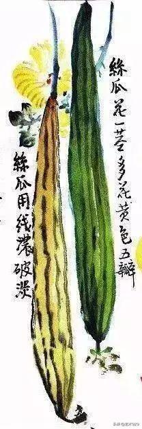 丝瓜喜欢阴还是阳，丝瓜苗喜阳还是阴（一教就会，国画丝瓜的写意画法）