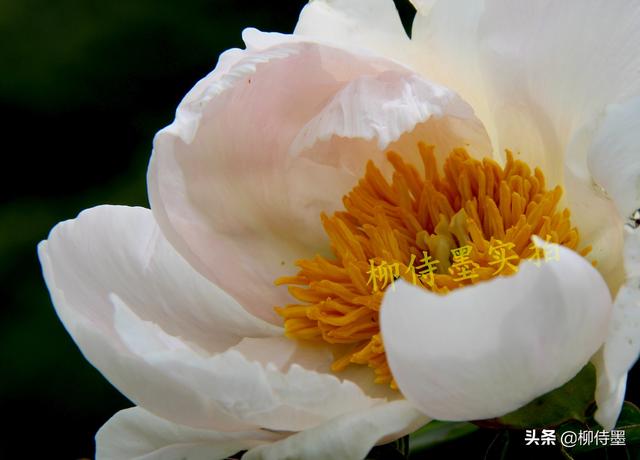 怎样把图片设为屏保，如何设置屏保图片（13张示例图片分享6个摄影技巧）