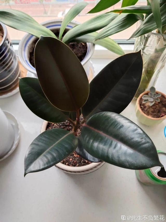 吸收甲醛的植物，哪种植物具有吸收甲醛的功能（净化空气最厉害）