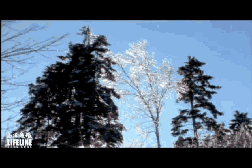 东锦龟怎样饲养，东锦龟的养殖（龟界传说级别的抗冻神仙）