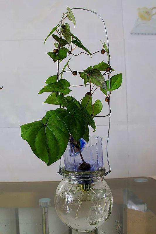 平菇种植最简单方法，平菇种植最简单的方法（喷喷水就能长）