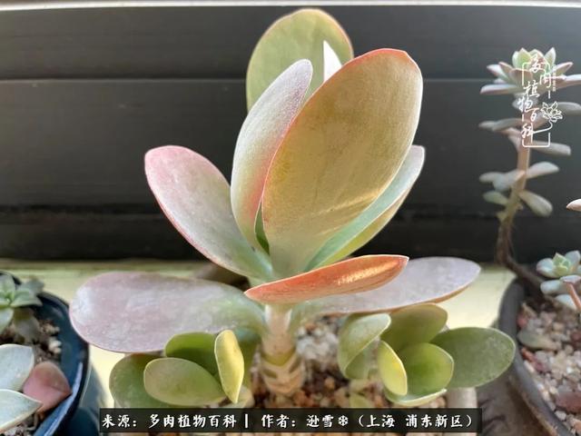 多肉植物图片，感恩相遇，余生相互关照（若绿多肉植物图片）