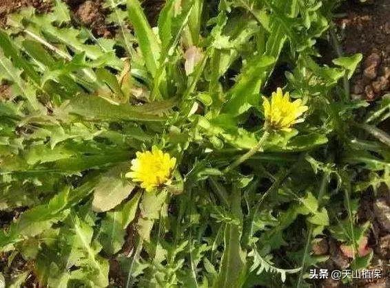 农村这三种常见野菜，第3种有些人却很讨厌