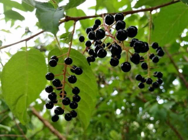 稠李，稠李树，盘点东北独有的野生水果（稠李树图片大全）