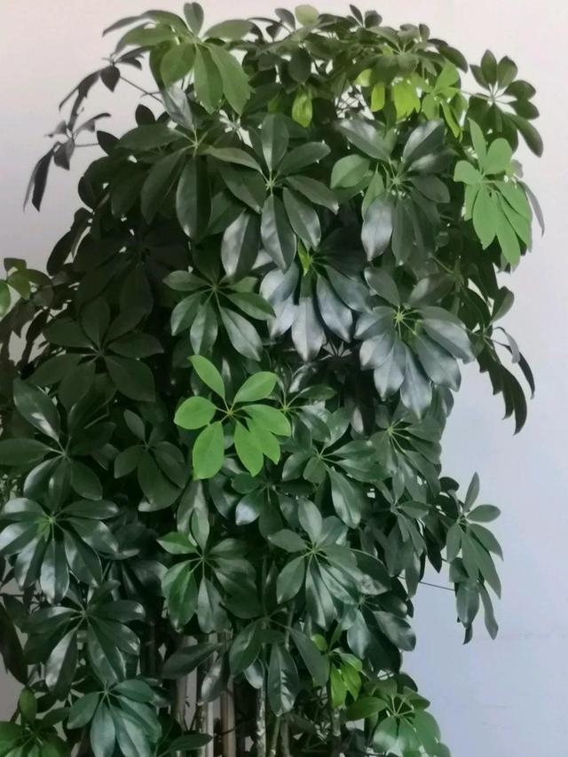 发财树可以扦插繁殖吗，发财树扦插繁殖方法（发财树养一盆就够了）