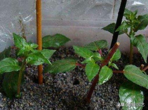 栀子花的寓意，扦插寓意很好的三种植物（栀子花的样子描写）