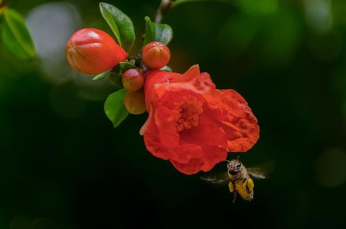 十三个国家的国花，十三个国家的国花是什么（有些没见过）